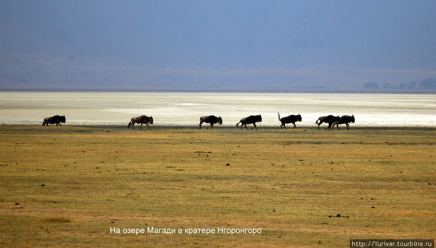 Буйволы на оз. Магади Серенгети Национальный Парк, Танзания