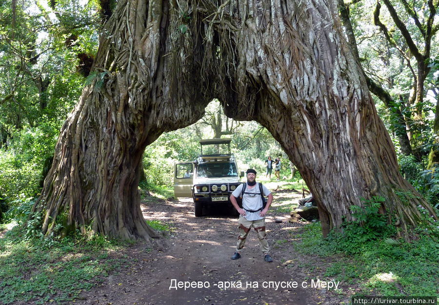 Дерево-арка на спуске с Меру Аруша Национальный Парк и гора Меру (4566м), Танзания