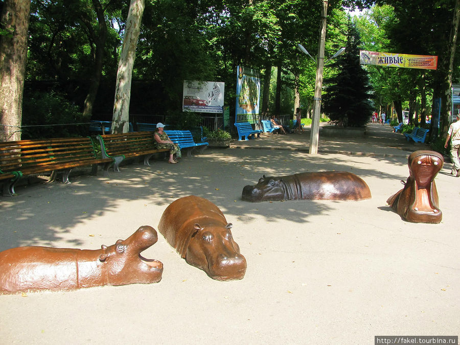 ...У этих бегемотиков животики болят... Николаев, Украина