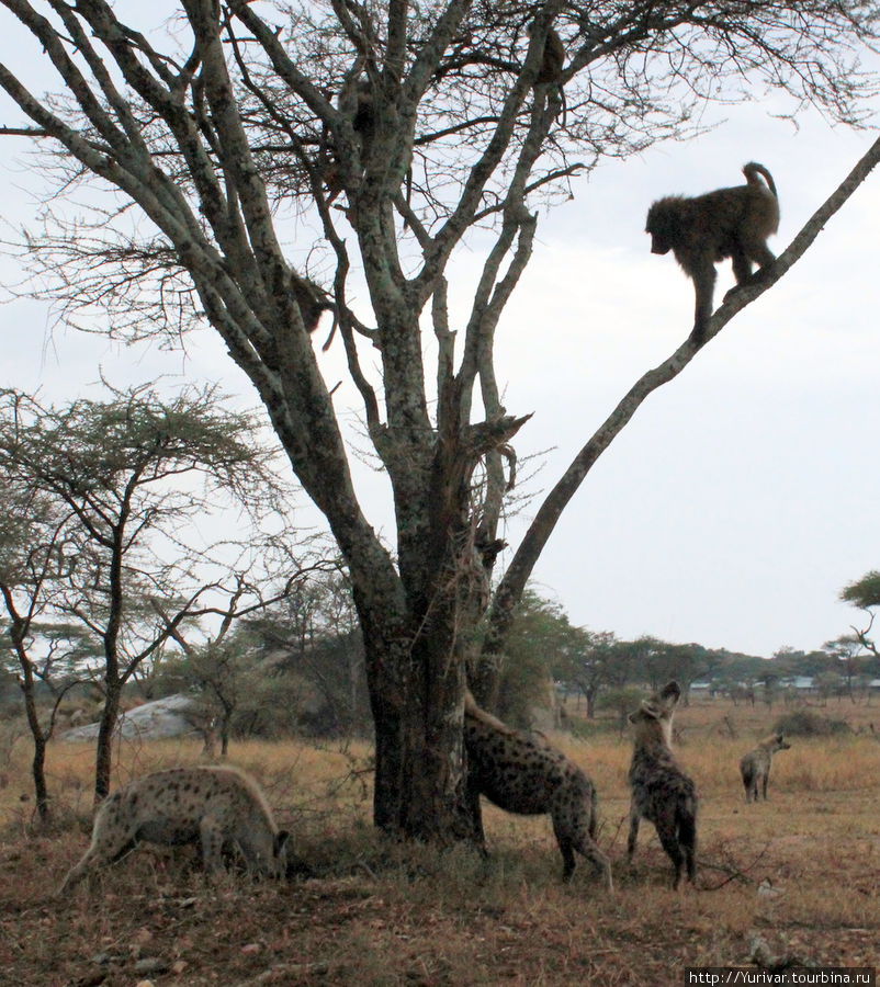 Охота гиен на бабуинов Серенгети Национальный Парк, Танзания
