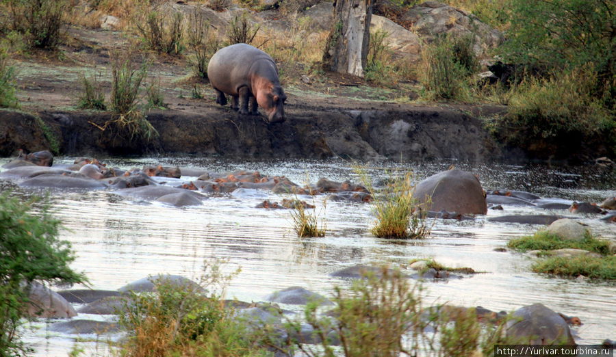 Утреннее купание бегемотов Серенгети Национальный Парк, Танзания
