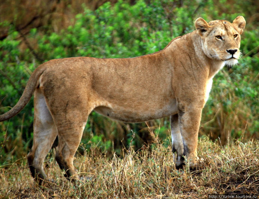 Охотятся только самки Серенгети Национальный Парк, Танзания
