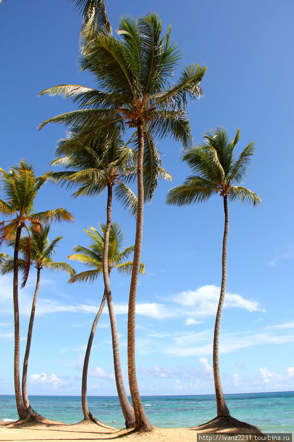 пальмы Уверо-Альто, Доминиканская Республика