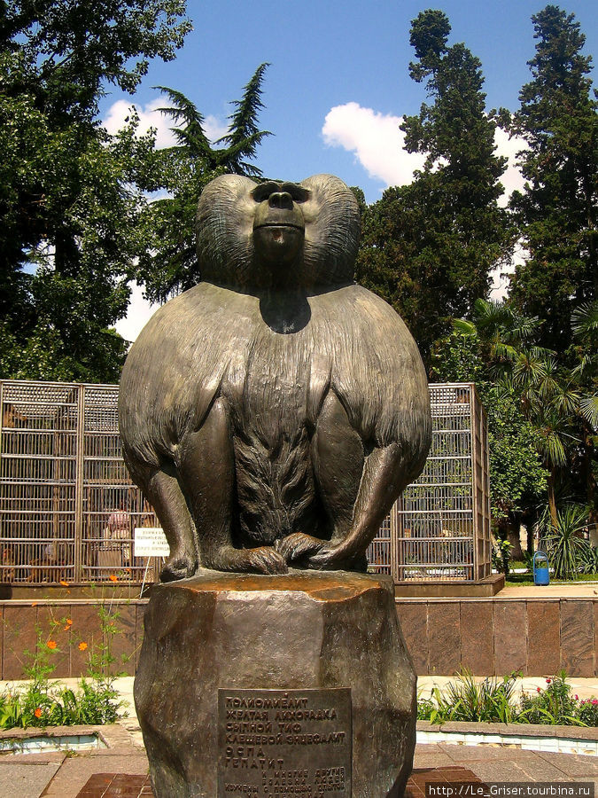 Памятник обезьянам установлен в 1977 году. Это скульптура вполне конкретного вожака гамадрил по кличке Муррея — старожилу питомника. Сухум, Абхазия