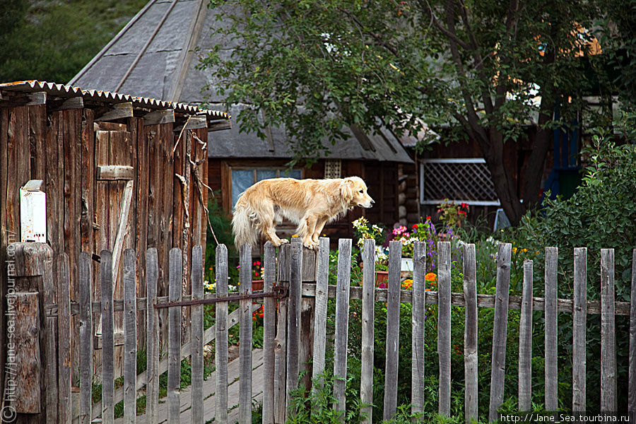 надзаборный пес :) Тюнгур, Россия
