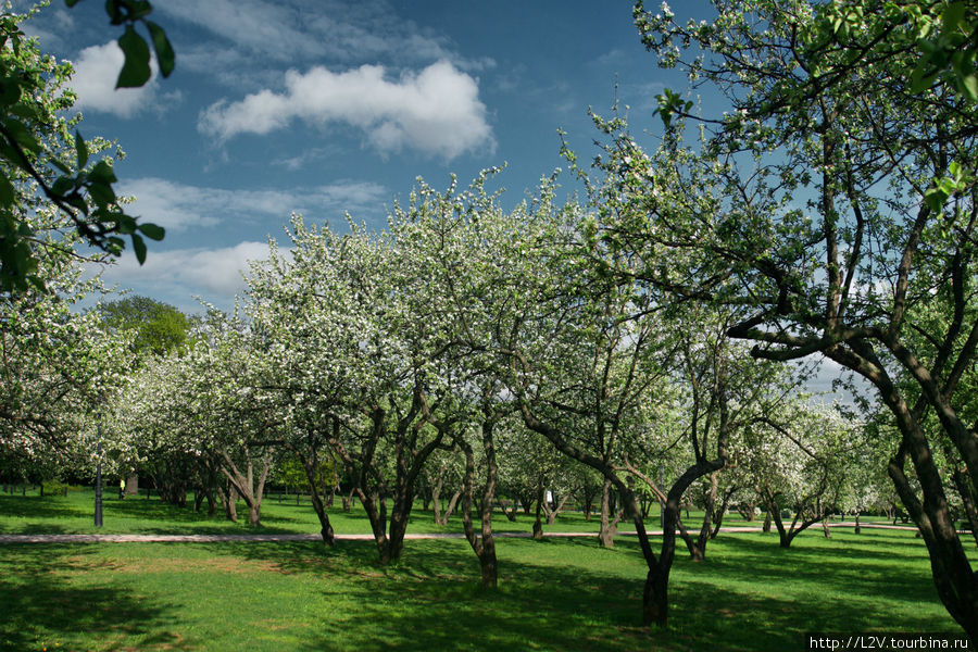 Коломенское: цветение яблонь Москва, Россия