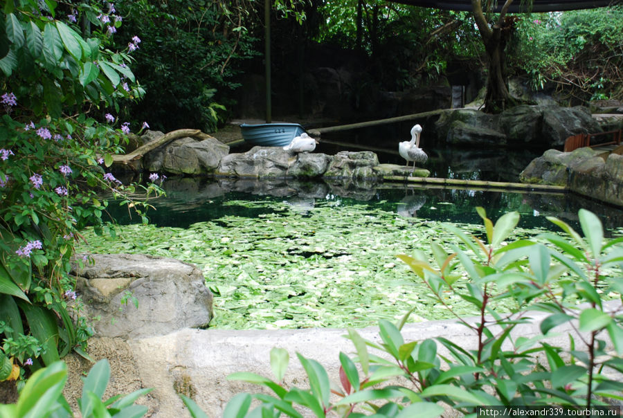 Сингапурский зоопарк Сингапур (город-государство)