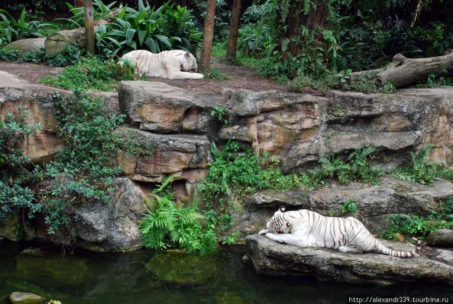 Сингапурский зоопарк Сингапур (город-государство)
