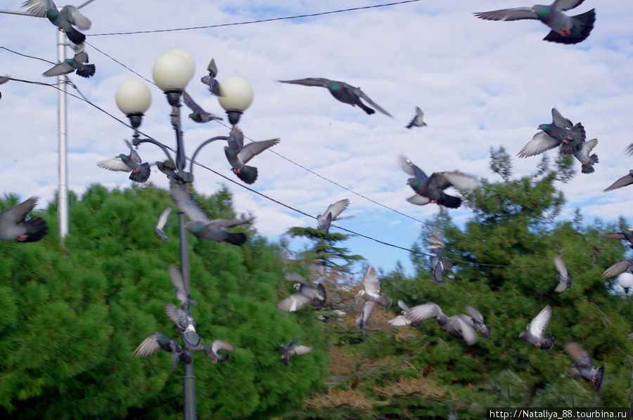 Зимняя Алушта_Январь 2011 Алушта, Россия