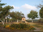 Яблоневый сад рядом с дворцом Любомирских.