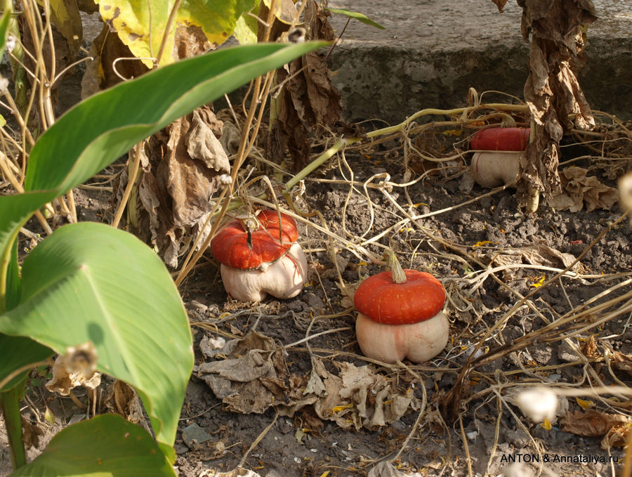 Это не грибы, это — тыквы! :)) Дубно, Украина