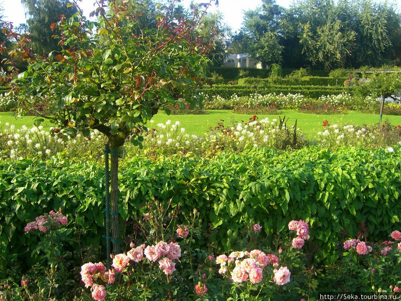 В парке роз Баден-Баден, Германия