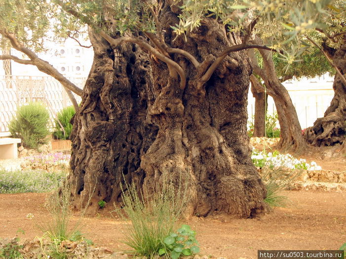 Масличные деревья, ровесники евангельских событий Израиль