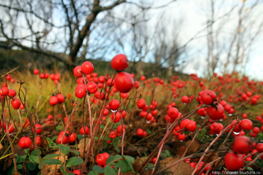 Красные ягоды Мурманск, Россия