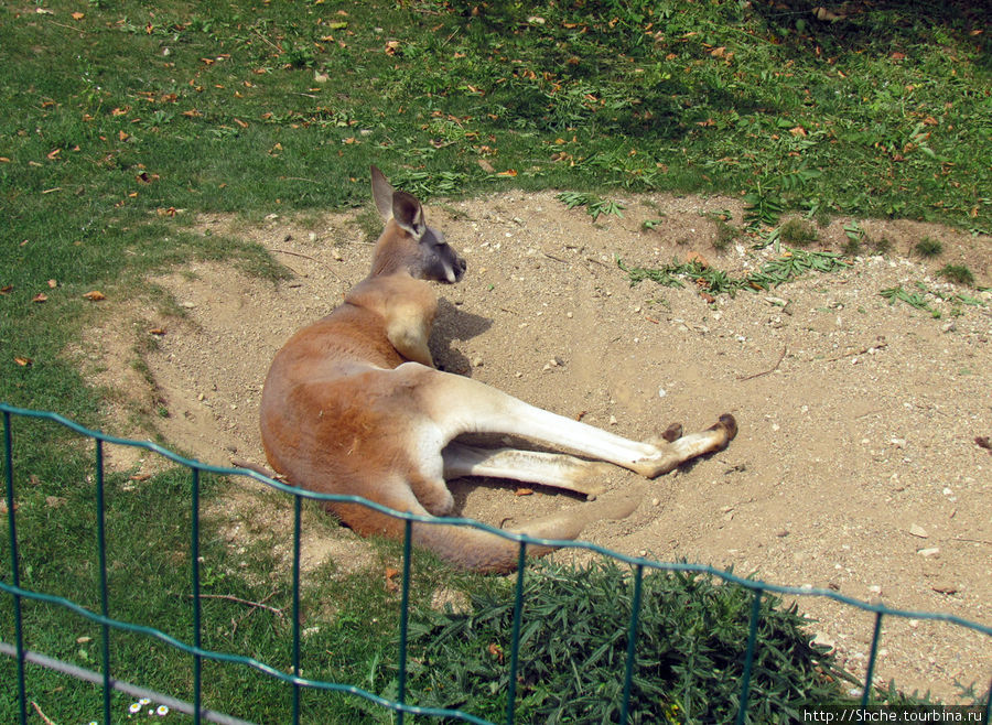 дальше обнаружились кенгуру... Безансон, Франция