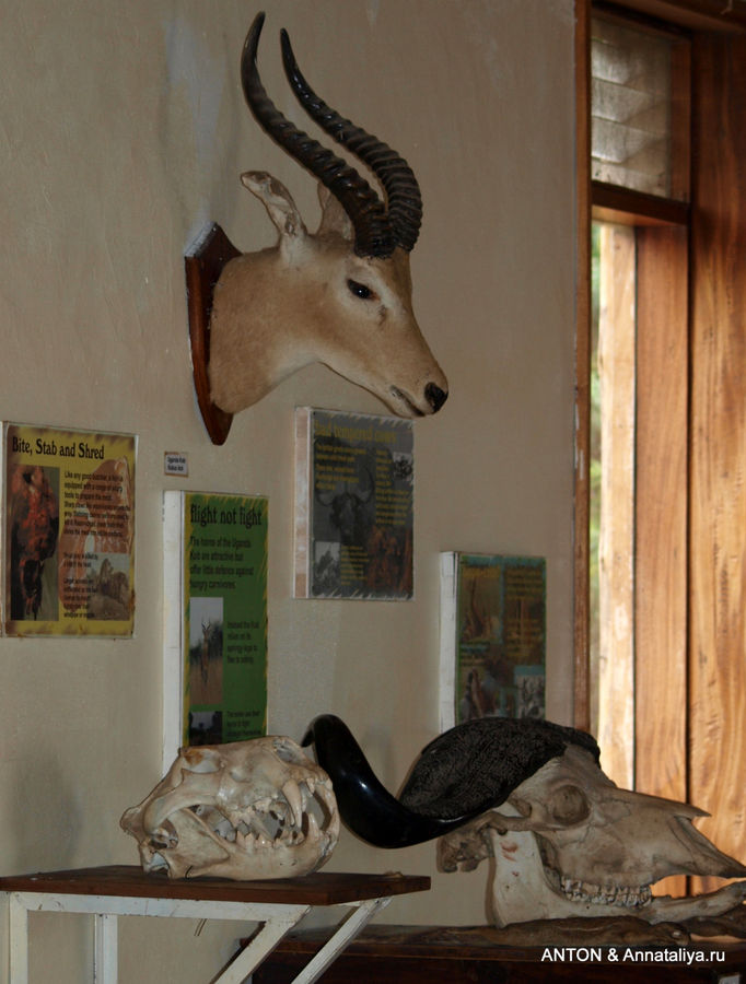 Слонята от английской королевы - часть 1. Экватор и черепа Королевы Елизаветы Национальный Парк, Уганда