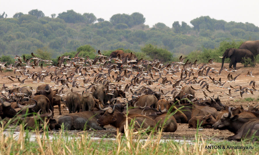 Буйволы и птицы. Королевы Елизаветы Национальный Парк, Уганда