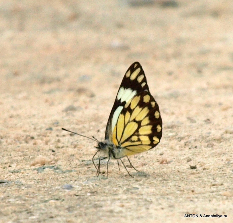Бабочка. Королевы Елизаветы Национальный Парк, Уганда
