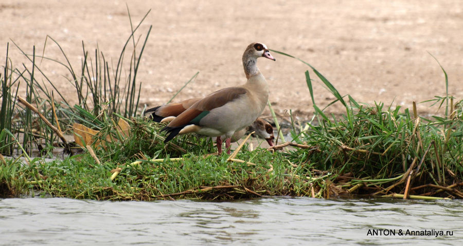 Серые египетские гуси. Канал Казинга, Уганда