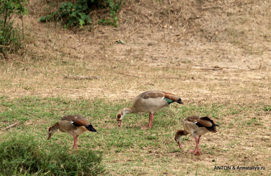 Слонята от английской королевы - часть 3. Птицы Казинга Канал Казинга, Уганда