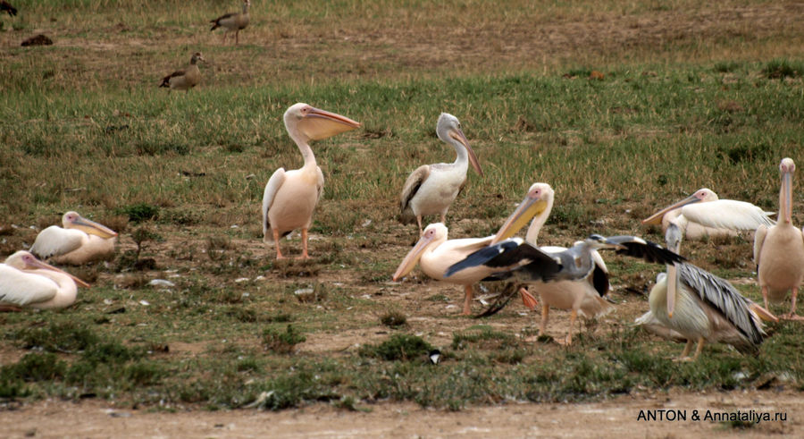 Пеликаны. Королевы Елизаветы Национальный Парк, Уганда