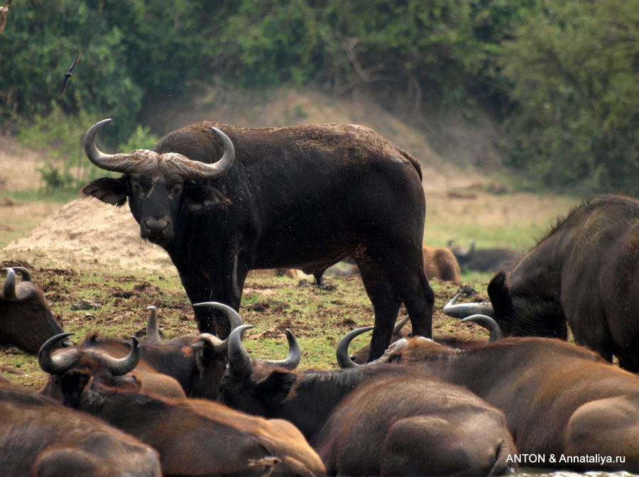 Буйволы и буйволята. Королевы Елизаветы Национальный Парк, Уганда