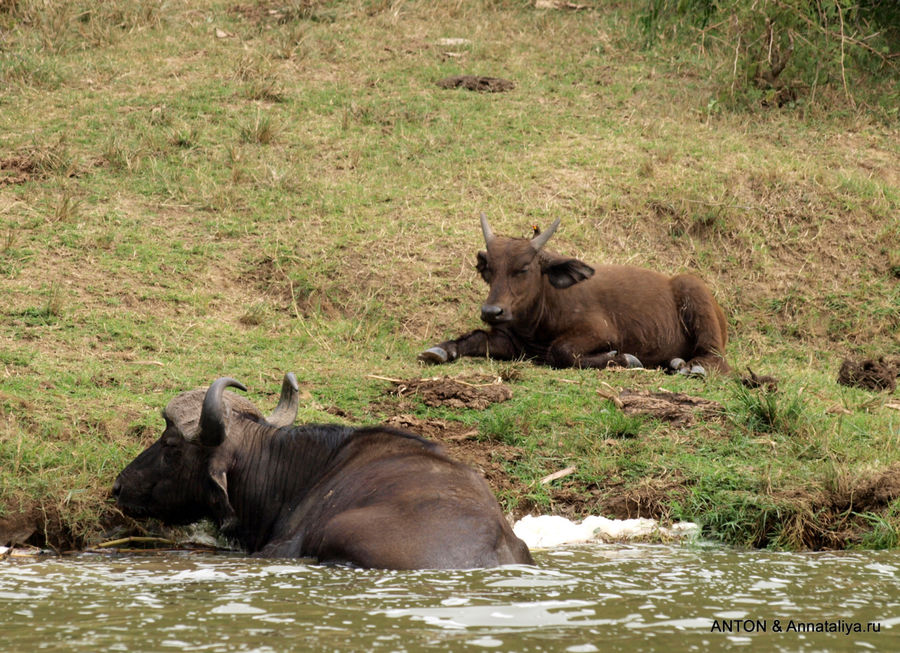 Слонята от английской королевы - часть 4. Малыши Казинга Канал Казинга, Уганда