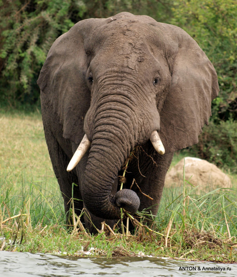 Слоны и слонята. Канал Казинга, Уганда
