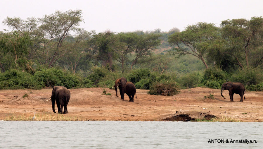 Слонята от английской королевы - часть 4. Малыши Казинга Канал Казинга, Уганда