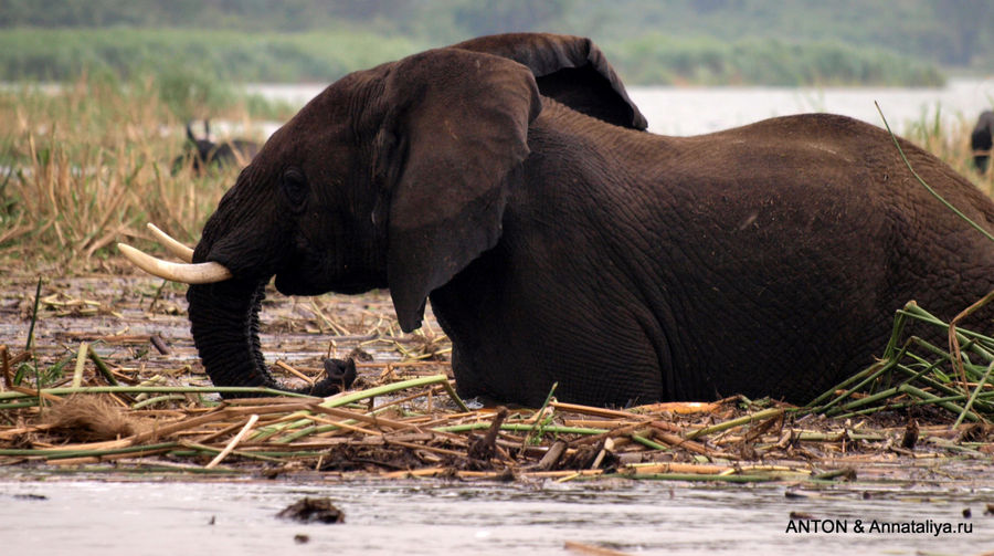 Слонята от английской королевы - часть 4. Малыши Казинга Королевы Елизаветы Национальный Парк, Уганда