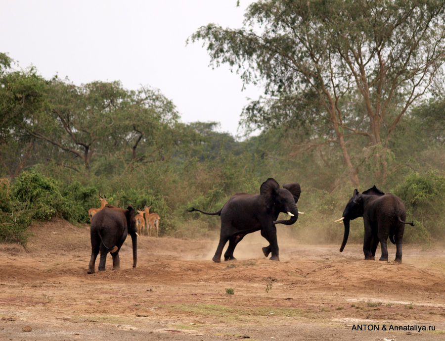 Слонята от английской королевы - часть 4. Малыши Казинга Королевы Елизаветы Национальный Парк, Уганда