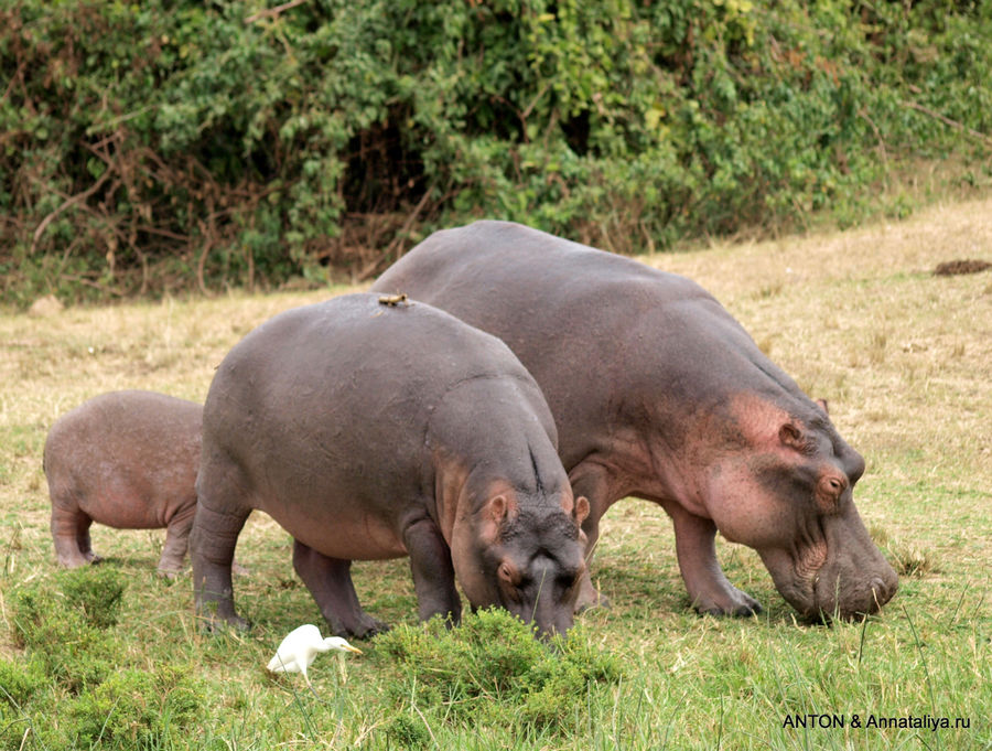 Бегемоты и бегемотята. Канал Казинга, Уганда