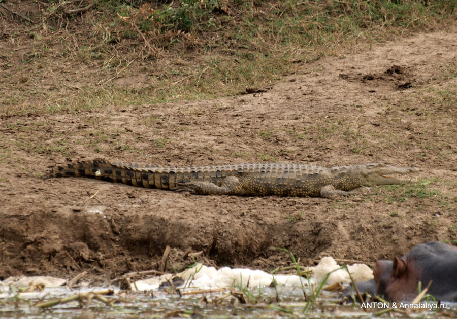 Крокодиленок. Канал Казинга, Уганда