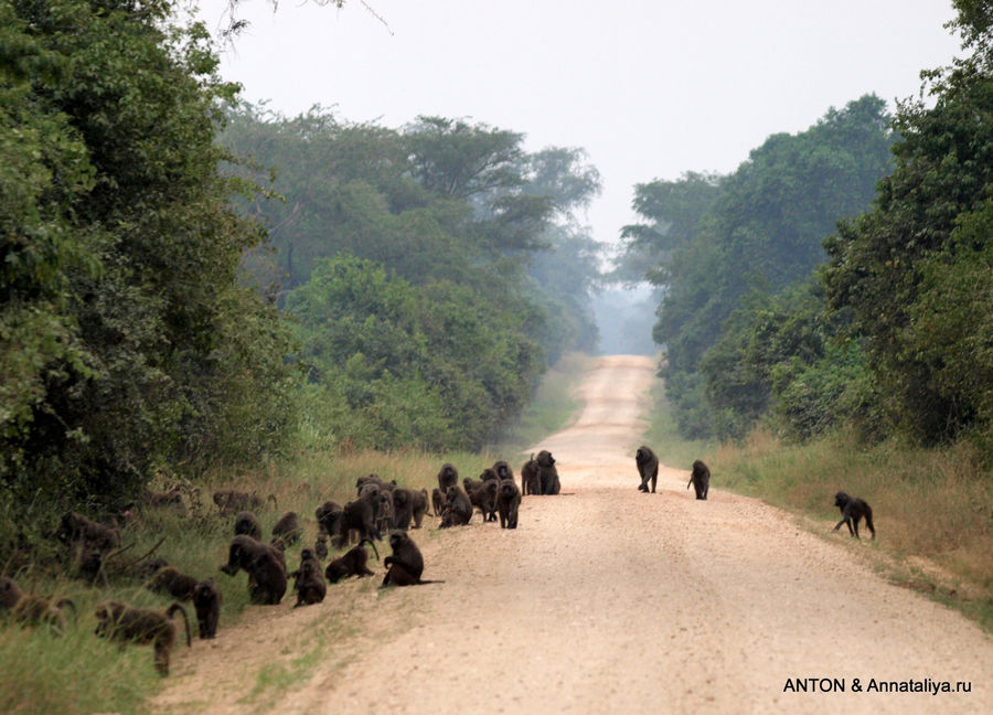 Бабуины на дороге. Королевы Елизаветы Национальный Парк, Уганда