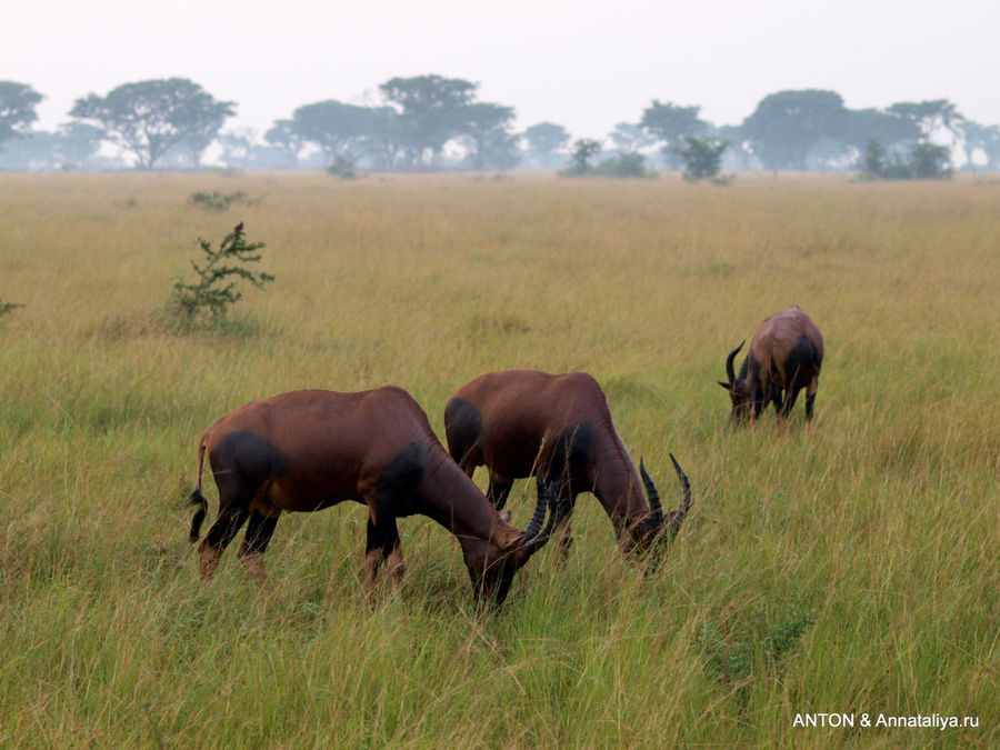 Коровьи антилопы. Королевы Елизаветы Национальный Парк, Уганда