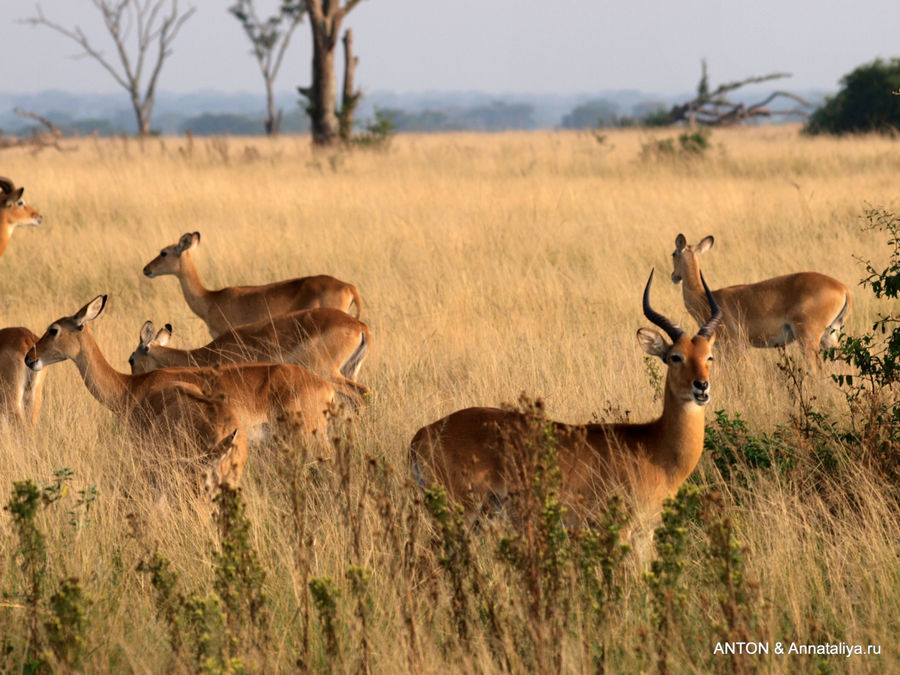Болотные козлы. Королевы Елизаветы Национальный Парк, Уганда