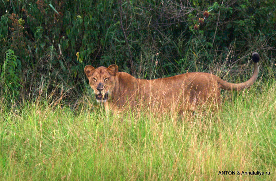 Львица. Королевы Елизаветы Национальный Парк, Уганда