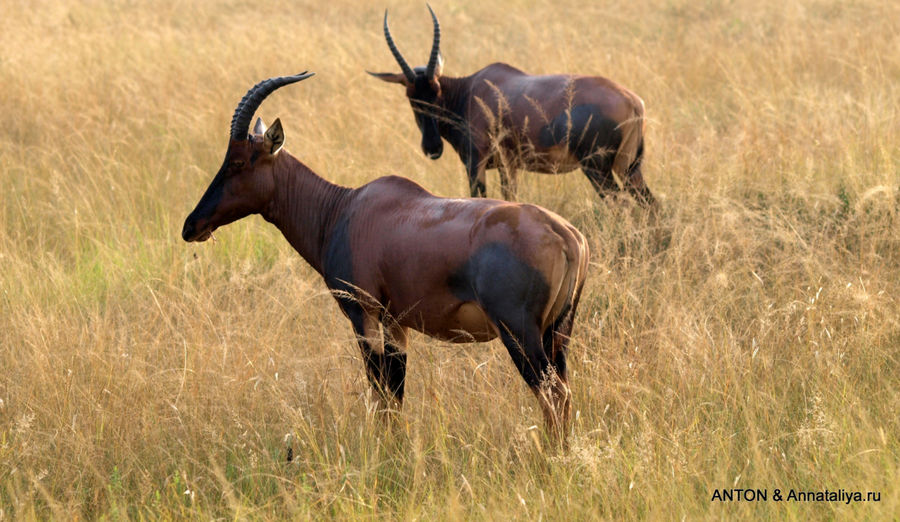 Разные антилопы. Королевы Елизаветы Национальный Парк, Уганда