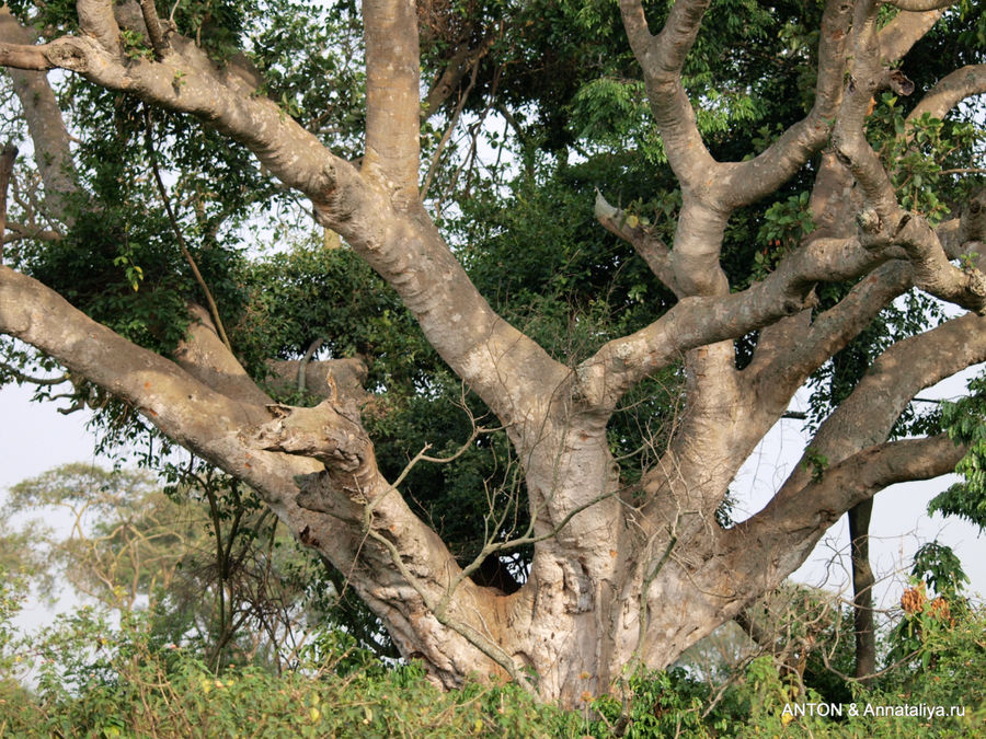 Дерево, на которое любят забираться древолазающие львы. Королевы Елизаветы Национальный Парк, Уганда