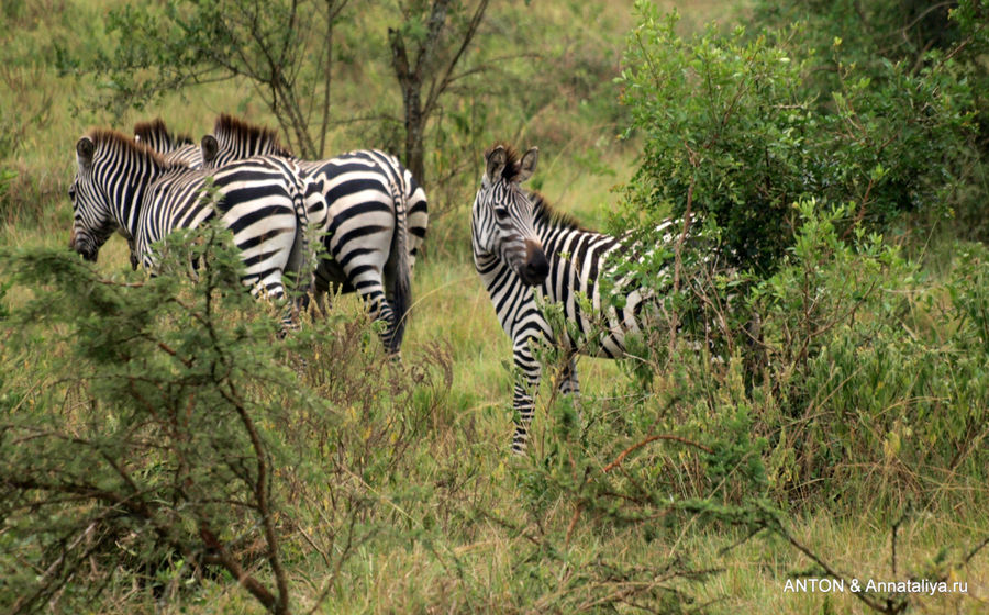 Зебры. Королевы Елизаветы Национальный Парк, Уганда