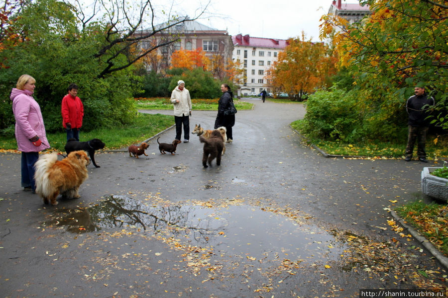 Собаководы-любители в парке Мурманск, Россия