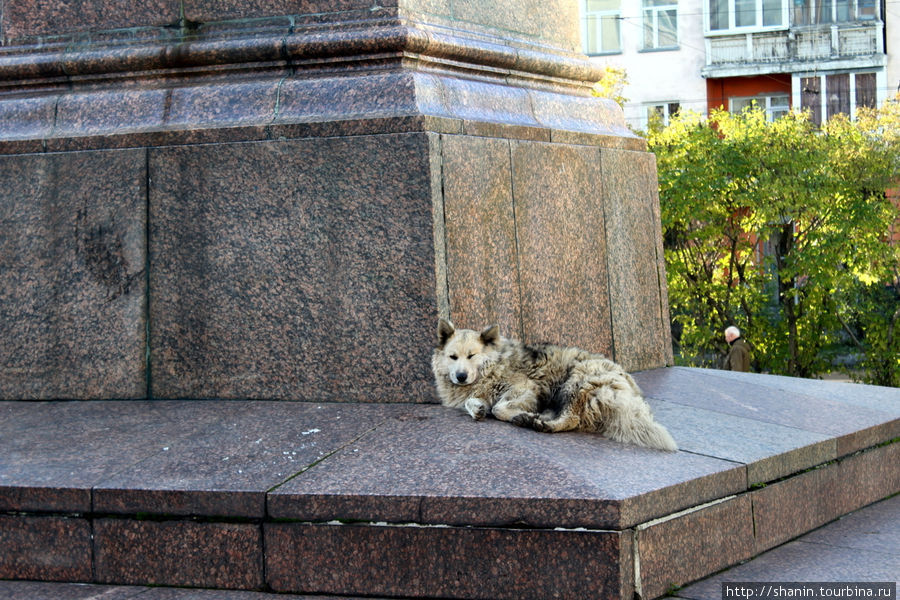 Собака на постаменте. Памятник Ленину на проспекте Ленина в Мурманске Мурманск, Россия