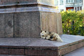 Собака на постаменте. Памятник Ленину на проспекте Ленина в Мурманске