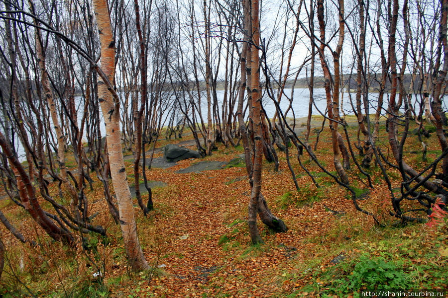 Семеновское озеро Мурманск, Россия