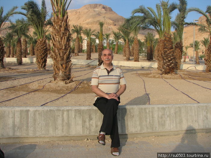 Пальмовый парк с капельным поливом у Мертвого моря Израиль
