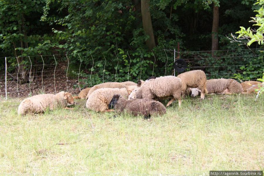 Овцы — блеяли они отвратительно, пахли тоже так себе Вайсеноэ, Германия