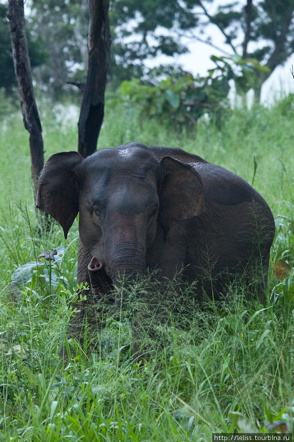 Сигирия - Канди (продолжение путешествия по Цейлону) Шри-Ланка