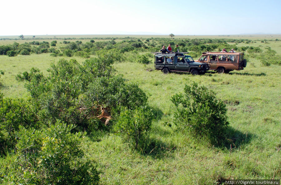 По саванне не погуляешь. Под кустами валются настоящие хищники Масаи-Мара Национальный Парк, Кения