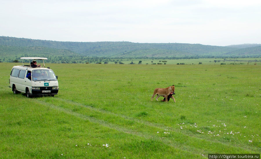 Увидеть трапезу львиц — тоже большая удача Масаи-Мара Национальный Парк, Кения