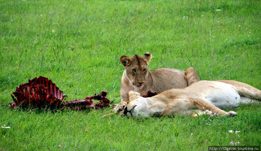 Притомились... Масаи-Мара Национальный Парк, Кения